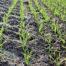 Biotic Interactions Biotic Interactions