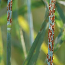 Disease Tolerance Disease Tolerance