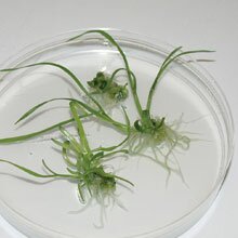 Wheat Improvement Wheat Improvement